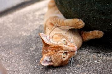 贪玩猫图1