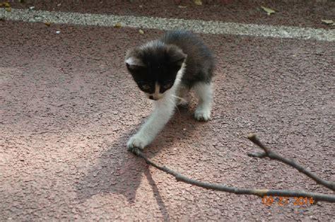 贪玩猫图3