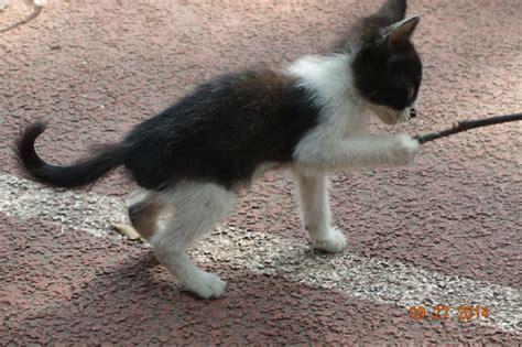 贪玩猫图0