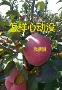 续丰图1