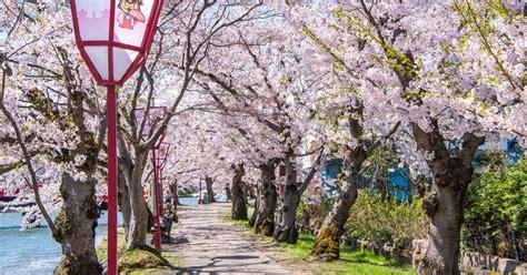 樱花祭