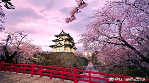 樱花祭图1