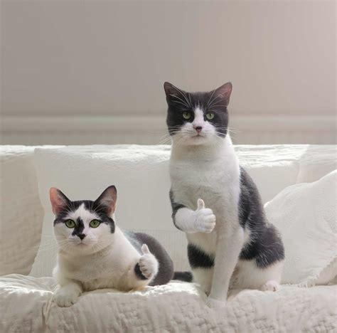 猫咪兄弟图3