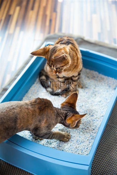 猫咪兄弟