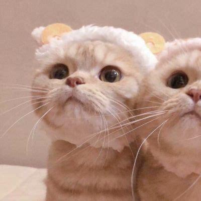 猫咪兄弟图1