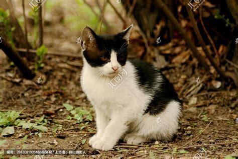 小黑花花解救小猫咪图0