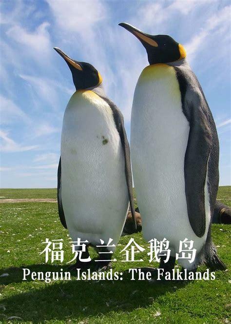 企鹅岛图5