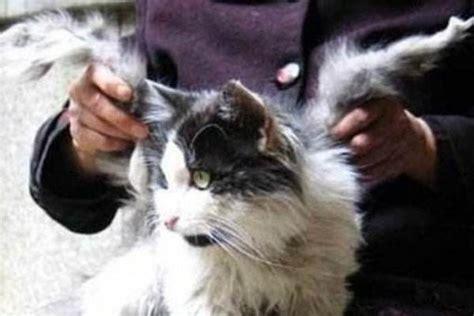 双猫天使2图1