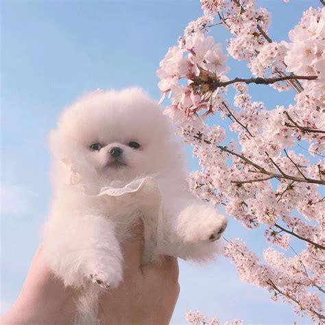 小狗种鲜花图0