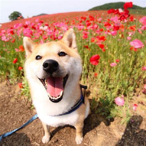 小狗种鲜花图3