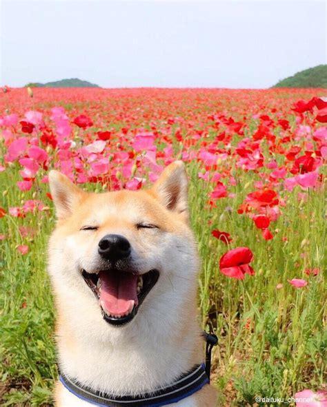 小狗种鲜花图2