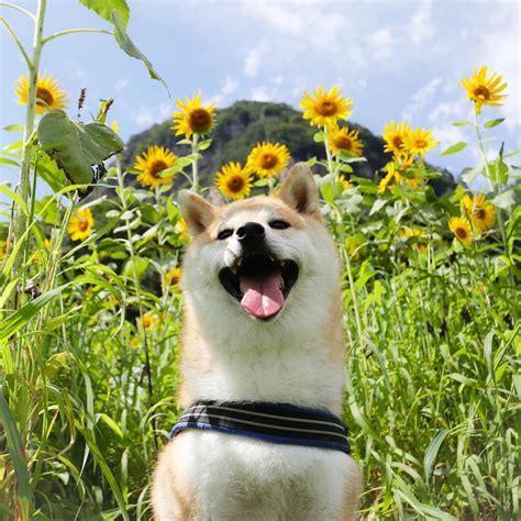 小狗种鲜花图1