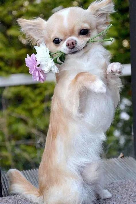 小狗种鲜花