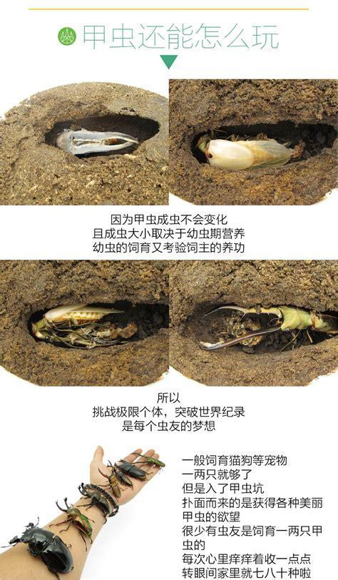 养甲虫赚钱中文版图0