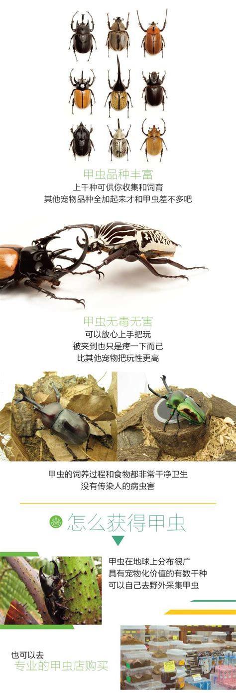 养甲虫赚钱中文版图3