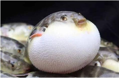 气泡鱼