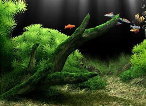 梦幻水族馆6